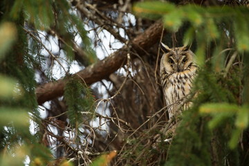 Asio otus. Wild nature. Beautiful photo. Owl on the tree. Free nature. From bird life. Wildlife of the Czech Republic. Owl on the photo. Spring.