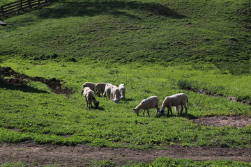 Sheeps in Manastirea Humorului, Romania