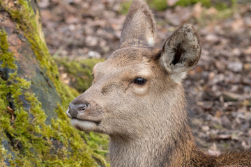 Portrait eines Rotwildkalbes im Winter