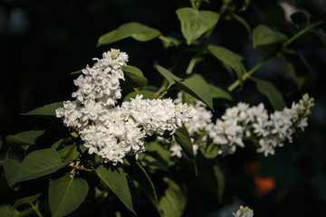 Close-up beautiful lilac flowers