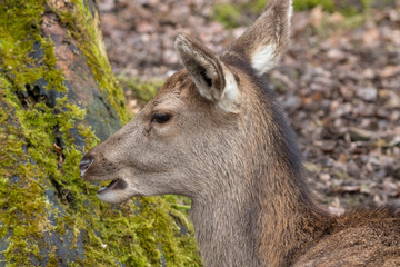 Portrait eines Rotwildkalbes im Winter