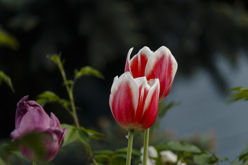 Two pink tulips with a dark background