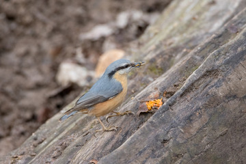 Männlicher Kleiber sitzend auf einem Holzstamm