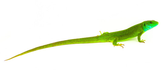 Green lizard isolated