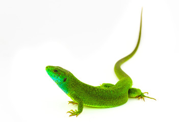 Green lizard isolated