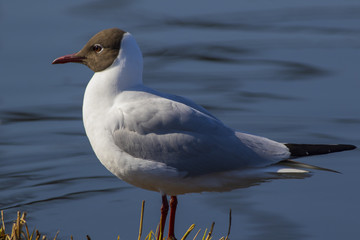 The seagull builds a nest in the spring on a swamp.