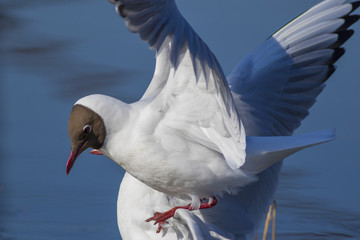 The seagull builds a nest in the spring on a swamp.