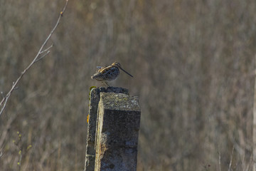 Snipe sits on a concrete pillar next to its nest.