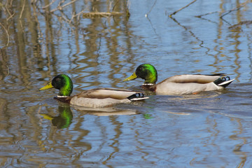 Drain mallards float on the water of the lake.