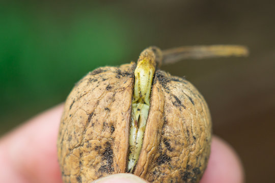 Walnut The Origin Of Life