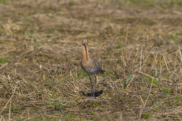 Kulik the goddess walks along the spring field.