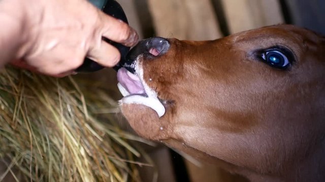 A farmer does drink milk to calf cub by bottle