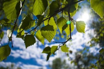 green leaves shine through the sun
