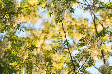 Blooming acacia tree. Photo taken from bottom up.In may some parts in Transylvania turn into an open natural garden, with specific fragrance in the air and charming sites for the eye.