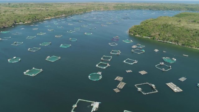 Fish farm with cages for fish and shrimp in the Philippines, Luzon. Aerial view of fish ponds for bangus, milkfish. Fish cage for tilapia, milkfish farming aquaculture or pisciculture practices.