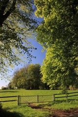 zartes Gr&uuml;n auf einer Koppel im Fr&uuml;hling