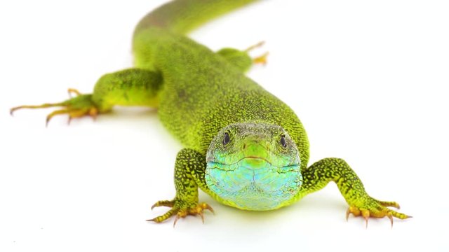 Green lizard isolated