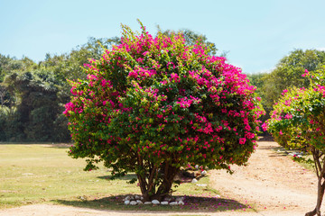 large flowering Bush with pink flowers