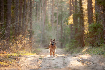 German Shepherd dog stands in the rays of the setting sun in the forest