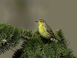 Palm Warbler  Perched on Pine Tree