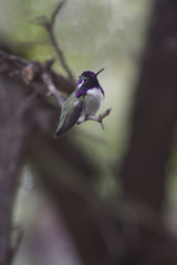 Hummingbird is birding and tourism attraction in Tucson