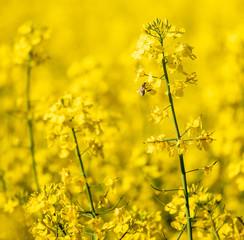 Obraz premium Honey bee collecting nectar and pollen from oilseed rape flower