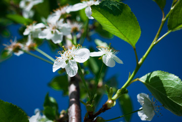 White cherry blossoms in spring sun with blue sky and tender bokeh