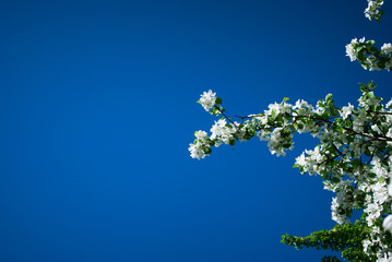 Spring Flowering Apple Blossom Branch. Apple Background