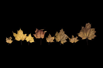 Dry leaves on a black background.