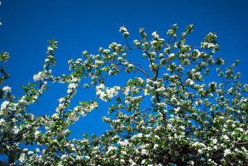 Apple blossoms in spring on nature background