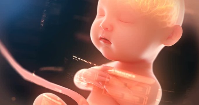 Baby's brain and nervous system, 3d rendering fetus with brain x-ray inside,4k.(4096*2160)