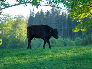 black veal walking on green meadow