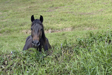Horse grazing on the neighbor's grassland