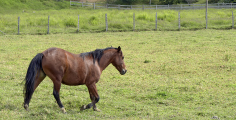 Horse trotting on pasture