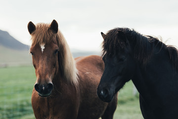 Fototapeta na wymiar Couple of icelandic horses on green sunny meadow on mountains background