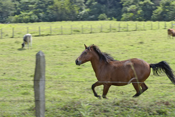 Horse galloping fast