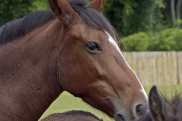 Closeup of horse's head