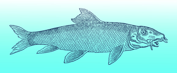 Common barbel (barbus barbus) in profile view on a blue-green gradient background (after a historical or vintage woodcut illustration from the 16th century). Easy editable in layers