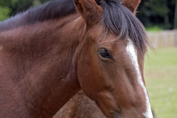 Closeup of horse's head