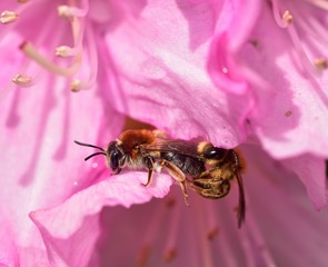 Mating Solitary Bees