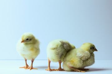 Baby Chicks on a White Background 