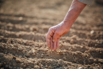 Woman planting garlic in the garden