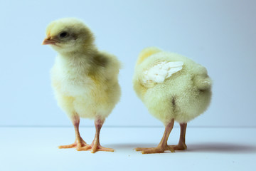 Baby Chicks on a White Background 