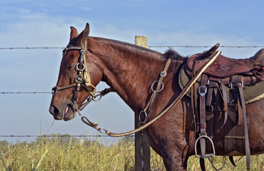 Horse harness with apparatuses of Sao Paulo state