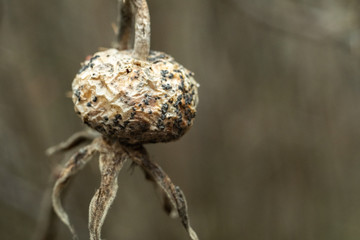 Fototapeta premium Close up of dried dead rose on a gloomy day. Dead nature.