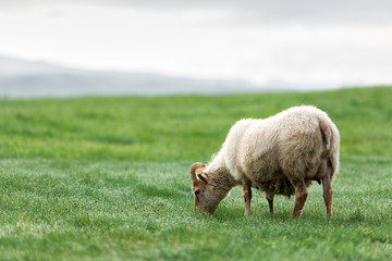 Obraz premium Sheep on green meadow. Iceland Europe