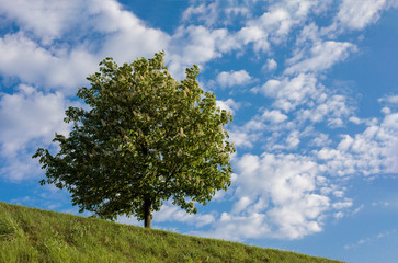 Fototapeta premium Horse-chestnut tree