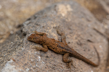 Galapagos Lava Lizard (Microlophus albemarlensis) in Galapagos I
