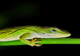 A green anole lizard  (Anolis carolinensis) is lightly covered in dew after it was rudely woken up from its sleep on a plant stem during the night hours.