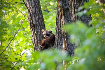 Raccoon lounging in a tree